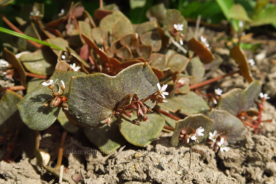 red-stem miner's-lettuce (Claytonia rubra ssp. rubra (Montia rubra)) [Forest Road 7415, Okanogan-Wenatchee National Forest, Chelan County, Washington]