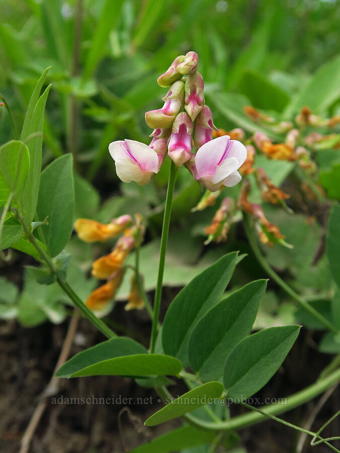 white pea-vine flowers (Lathyrus sp.) [Forest Road 7415, Okanogan-Wenatchee National Forest, Chelan County, Washington]