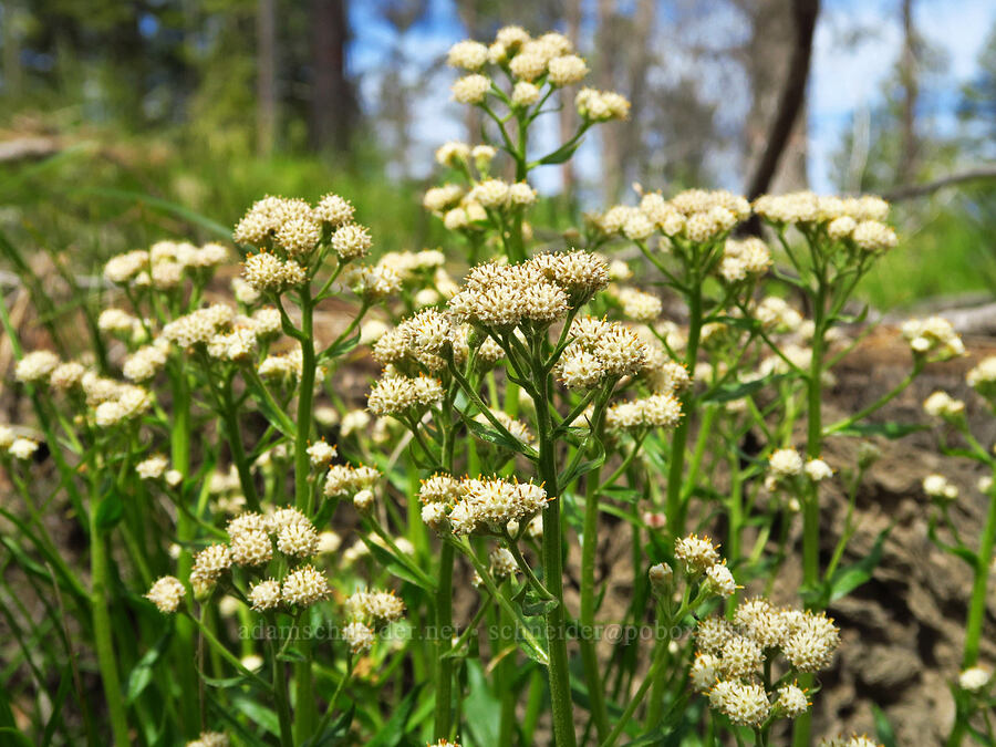 raceme pussy-toes (male flowers) (Antennaria racemosa) [Forest Road 7415, Okanogan-Wenatchee National Forest, Chelan County, Washington]