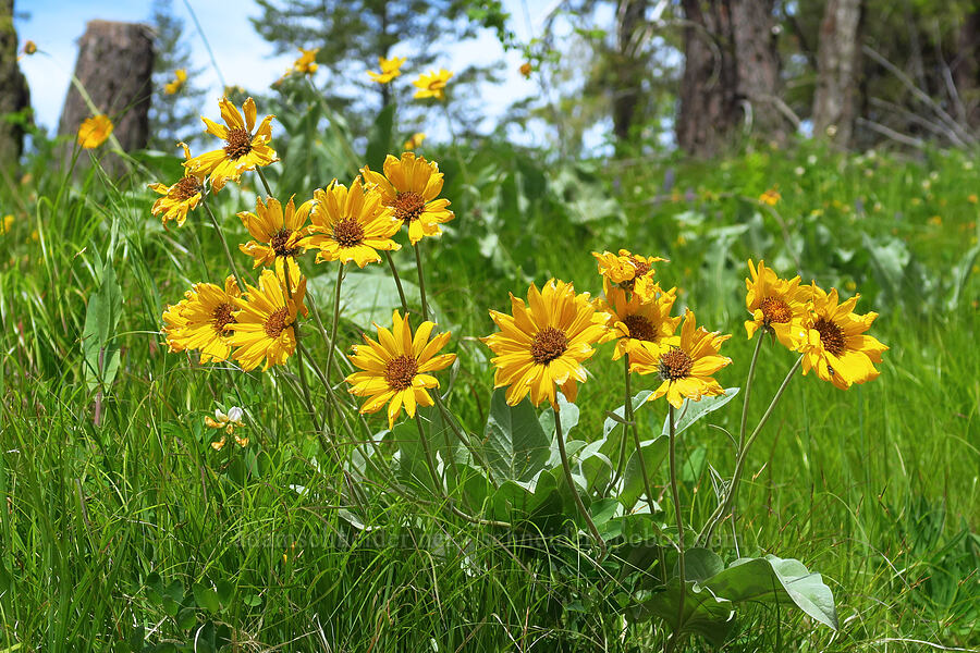 arrow-leaf balsamroot (Balsamorhiza sagittata) [Forest Road 7415, Okanogan-Wenatchee National Forest, Chelan County, Washington]