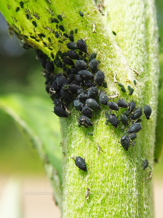 black bean aphids on a corn lily (Aphis fabae, Veratrum californicum) [Forest Road 7400, Okanogan-Wenatchee National Forest, Chelan County, Washington]