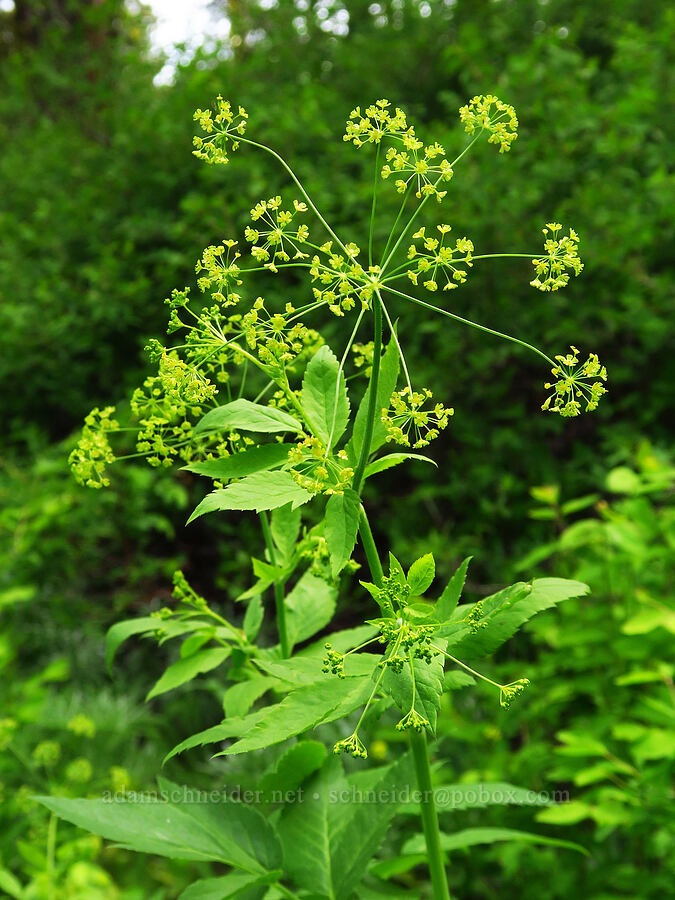 western sweet-cicely (Osmorhiza occidentalis) [Forest Road 7400, Okanogan-Wenatchee National Forest, Chelan County, Washington]