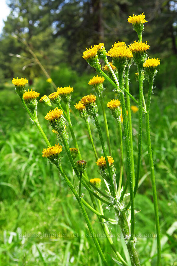 tall western groundsel (Senecio integerrimus var. exaltatus) [Forest Road 7400, Okanogan-Wenatchee National Forest, Chelan County, Washington]