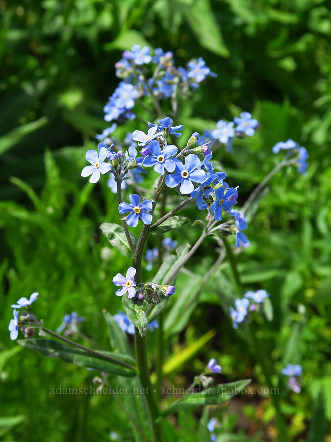 blue stick-seed (Hackelia micrantha (Hackelia jessicae)) [Forest Road 7400, Okanogan-Wenatchee National Forest, Chelan County, Washington]