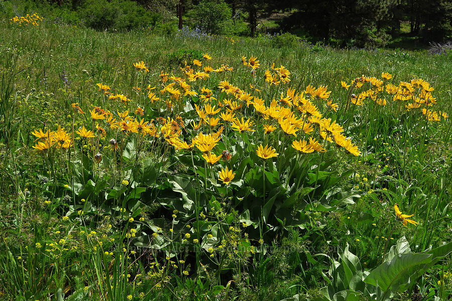 arrow-leaf balsamroot (Balsamorhiza sagittata) [Forest Road 7400, Okanogan-Wenatchee National Forest, Chelan County, Washington]