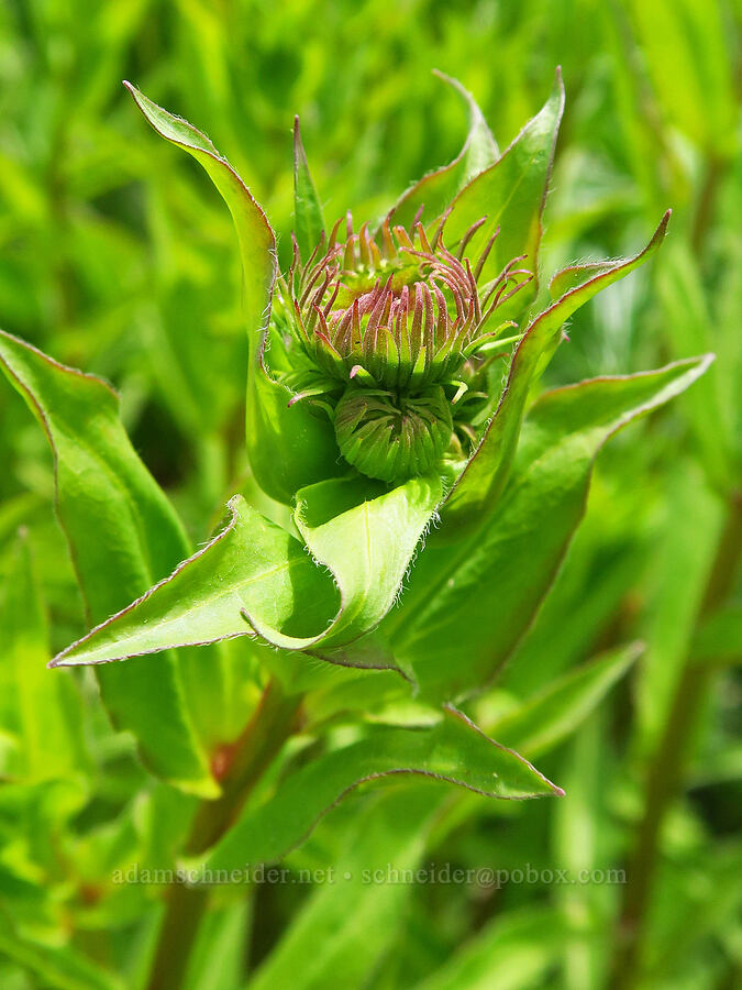 showy fleabane, budding (Erigeron speciosus) [Forest Road 7400, Okanogan-Wenatchee National Forest, Chelan County, Washington]