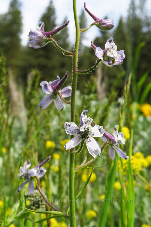 thin-petal larkspur (Delphinium lineapetalum) [Forest Road 7400, Okanogan-Wenatchee National Forest, Chelan County, Washington]