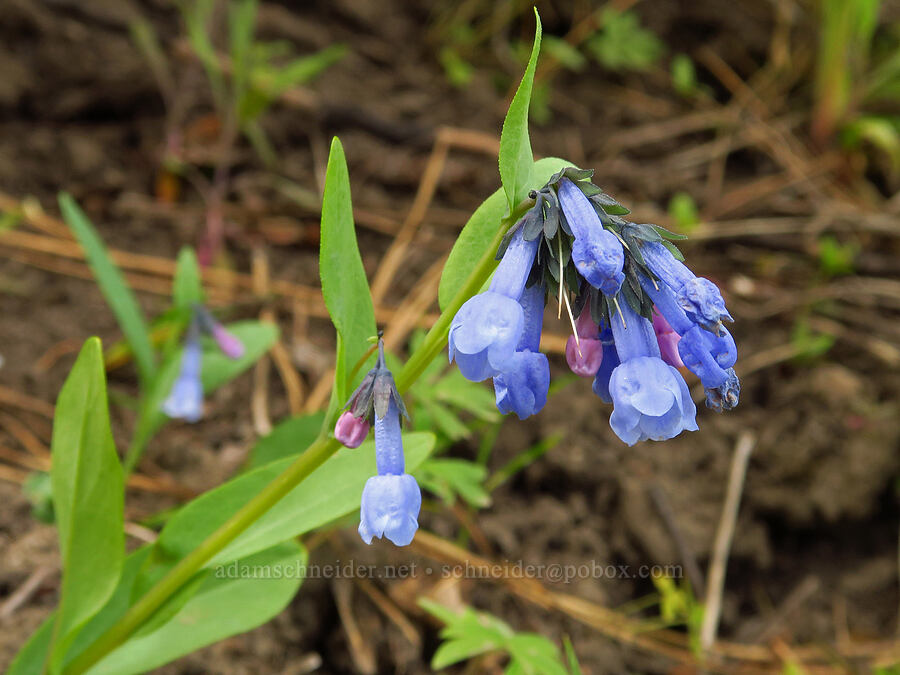 sagebrush bluebells (Mertensia oblongifolia) [Forest Road 7400, Okanogan-Wenatchee National Forest, Chelan County, Washington]