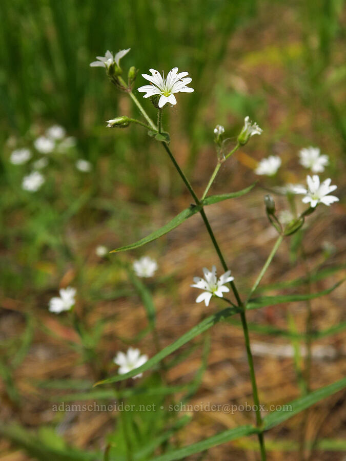 sticky starwort (Pseudostellaria jamesiana (Arenaria jamesiana)) [Forest Road 7400, Okanogan-Wenatchee National Forest, Chelan County, Washington]