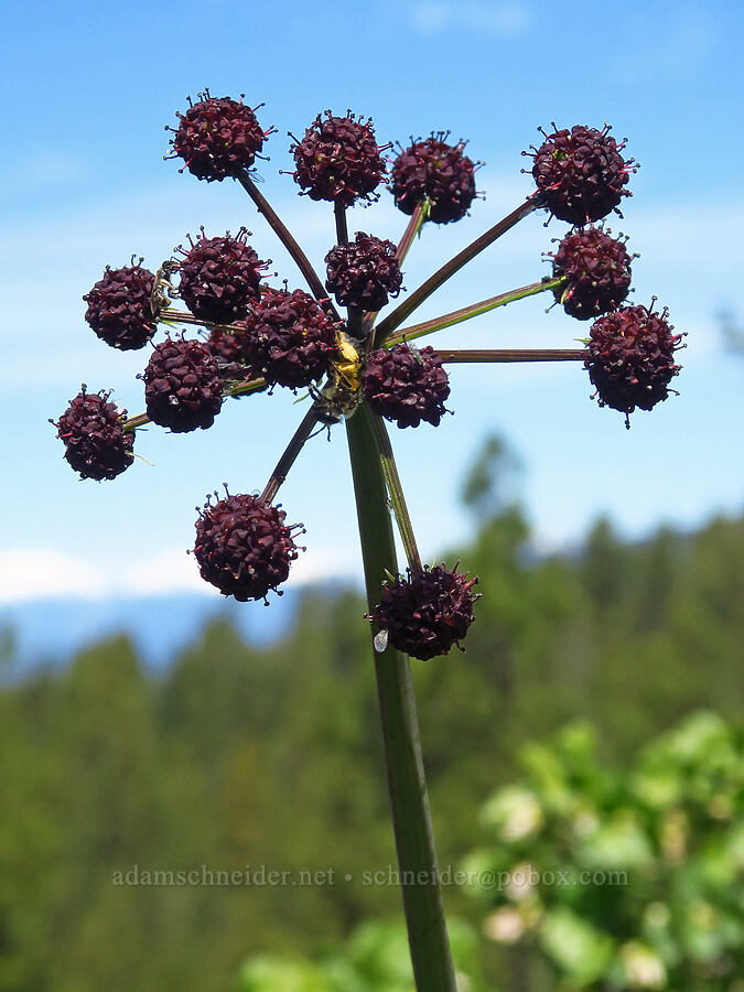 fern-leaf desert parsley (Lomatium dissectum) [Forest Road 7400, Okanogan-Wenatchee National Forest, Chelan County, Washington]