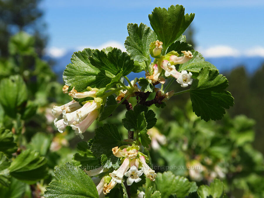 wax currant flowers (Ribes cereum) [Forest Road 7400, Okanogan-Wenatchee National Forest, Chelan County, Washington]