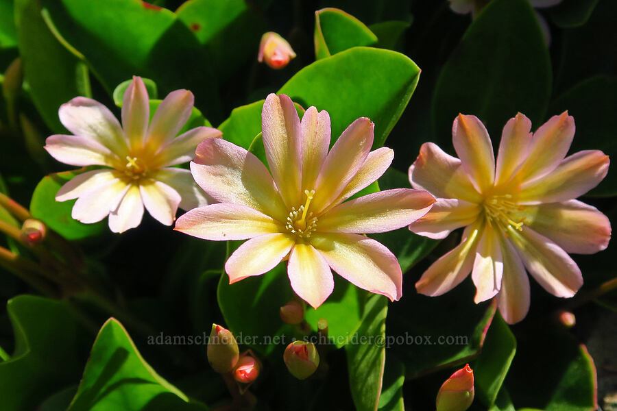 Tweedy's lewisia (Lewisiopsis tweedyi (Lewisia tweedyi)) [Forest Road 7400, Okanogan-Wenatchee National Forest, Chelan County, Washington]