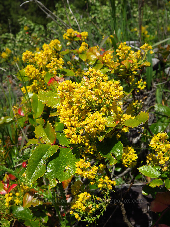 shining Oregon-grape (Mahonia aquifolium (Berberis aquifolium)) [Forest Road 7400, Okanogan-Wenatchee National Forest, Chelan County, Washington]