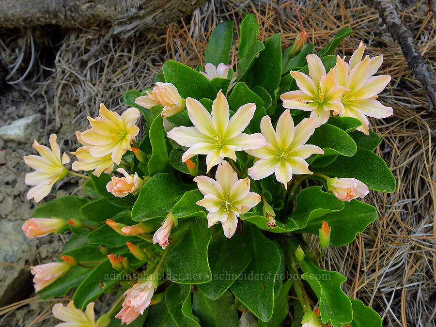 Tweedy's lewisia (Lewisiopsis tweedyi (Lewisia tweedyi)) [Forest Road 7400, Okanogan-Wenatchee National Forest, Chelan County, Washington]