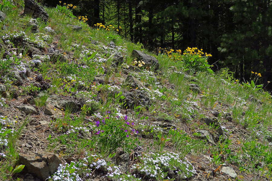 wildflowers (Lathyrus pauciflorus, Phlox diffusa, Lomatium nudicaule, Lewisiopsis tweedyi (Lewisia tweedyi), Balsamorhiza sagittata) [Forest Road 7400, Okanogan-Wenatchee National Forest, Chelan County, Washington]