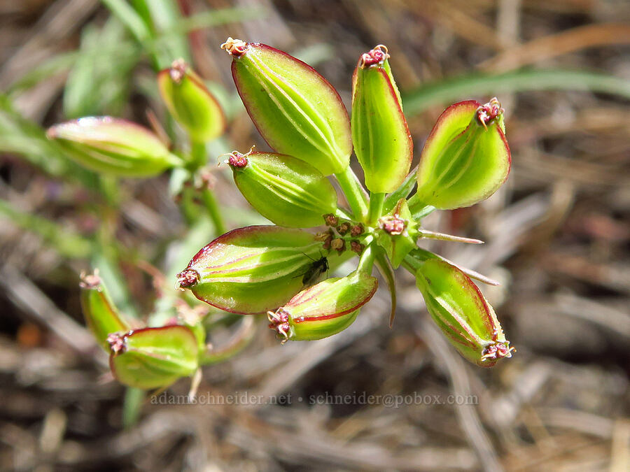 Geyer's desert parsley, going to seed (Lomatium geyeri) [Forest Road 7400, Okanogan-Wenatchee National Forest, Chelan County, Washington]