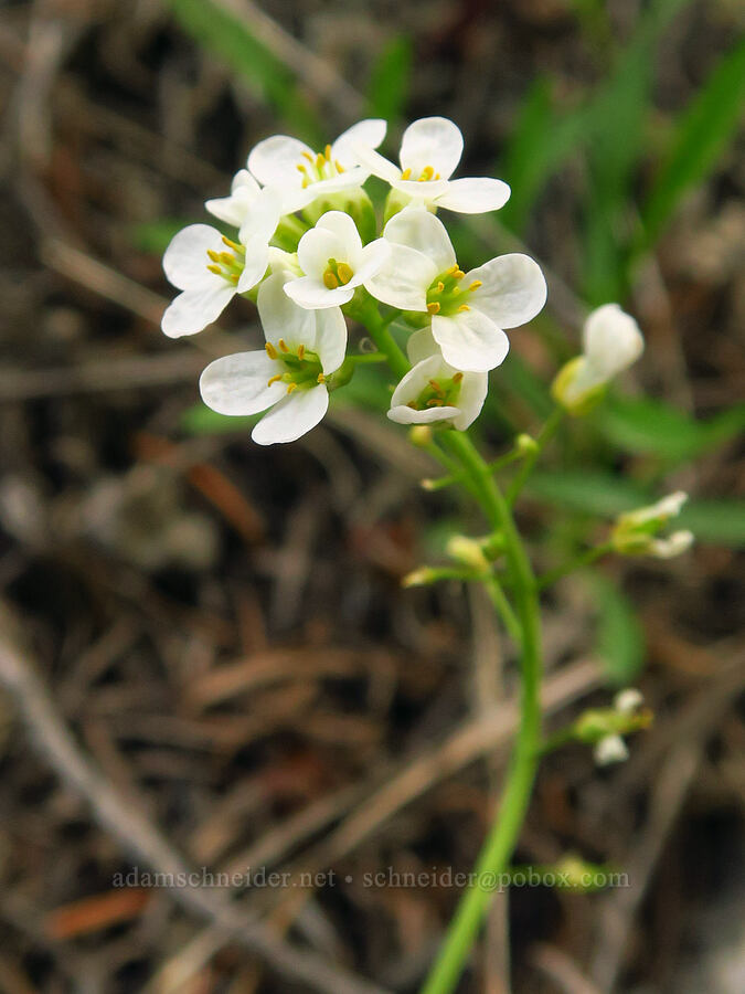 alpine penny-cress (Noccaea fendleri ssp. glauca (Thlaspi fendleri var. glaucum)) [Forest Road 7400, Okanogan-Wenatchee National Forest, Chelan County, Washington]