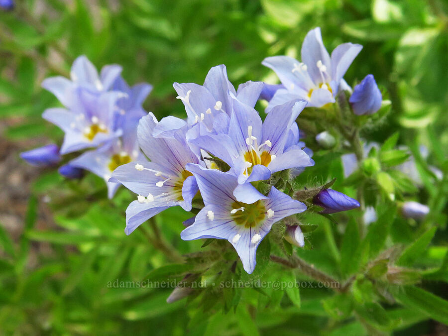 California Jacob's-ladder (Polemonium californicum) [Forest Road 7400, Okanogan-Wenatchee National Forest, Chelan County, Washington]