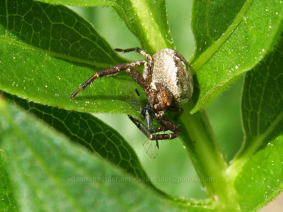 crab spider on Wenatchee coneflower leaves (Xysticus sp., Rudbeckia alpicola) [Forest Road 7400, Okanogan-Wenatchee National Forest, Chelan County, Washington]