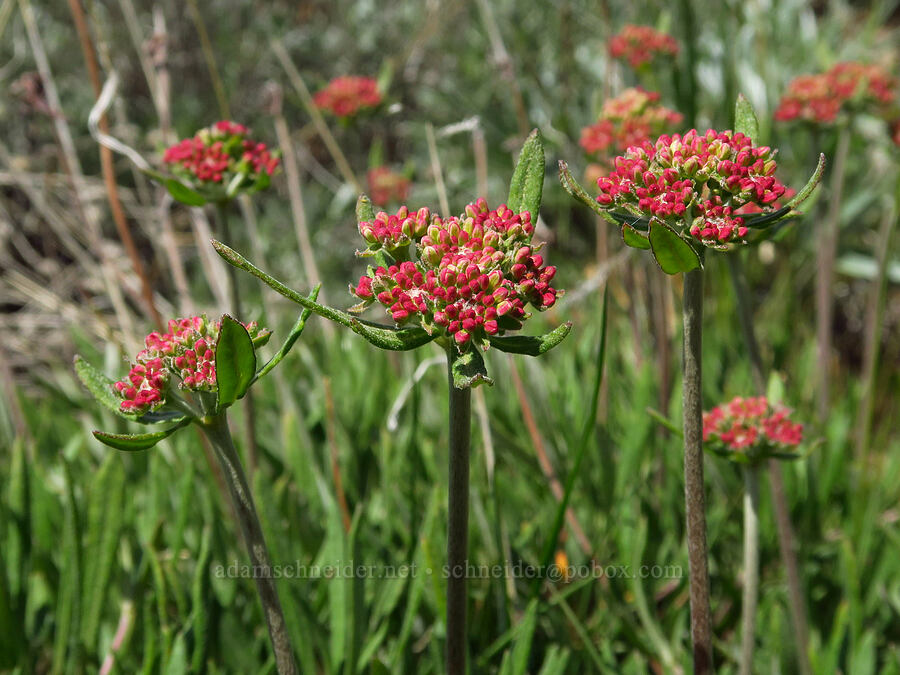 parsnip-flower buckwheat (Eriogonum heracleoides) [Forest Road 7400, Okanogan-Wenatchee National Forest, Chelan County, Washington]