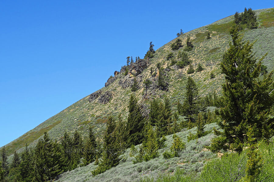 south ridge of Chumstick Mountain [Forest Road 5200, Okanogan-Wenatchee National Forest, Chelan County, Washington]