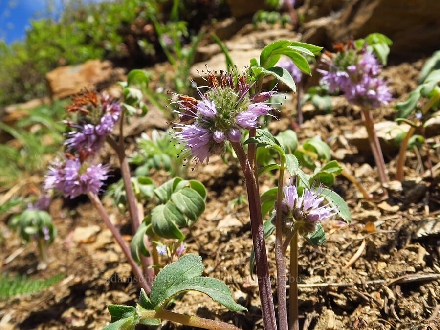 ball-head waterleaf (Hydrophyllum capitatum var. capitatum) [Forest Road 5200, Okanogan-Wenatchee National Forest, Chelan County, Washington]