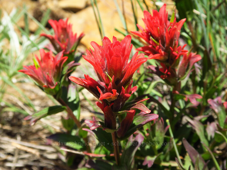 paintbrush (which?) (Castilleja sp.) [Forest Road 5200, Okanogan-Wenatchee National Forest, Chelan County, Washington]