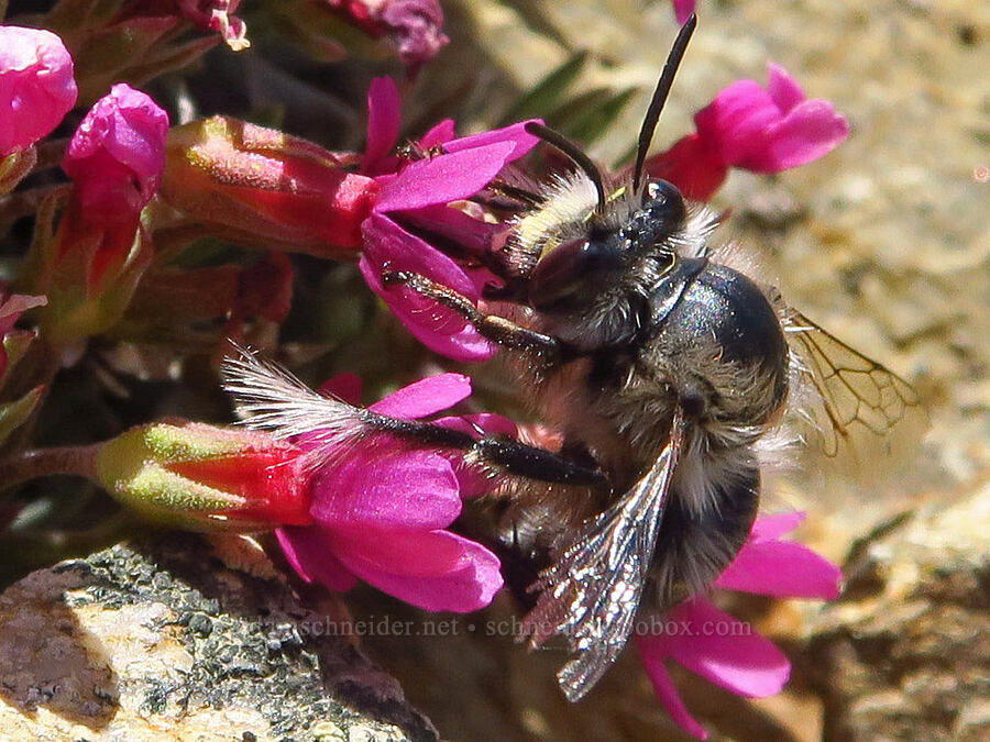 Pacific digger bee on douglasia (Anthophora pacifica, Douglasia nivalis (Androsace nivalis)) [Chumstick Mountain, Okanogan-Wenatchee National Forest, Chelan County, Washington]