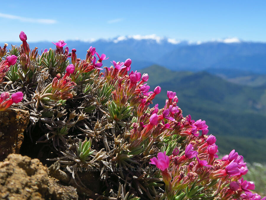 snow dwarf-primrose (Douglasia nivalis (Androsace nivalis)) [Chumstick Mountain, Okanogan-Wenatchee National Forest, Chelan County, Washington]