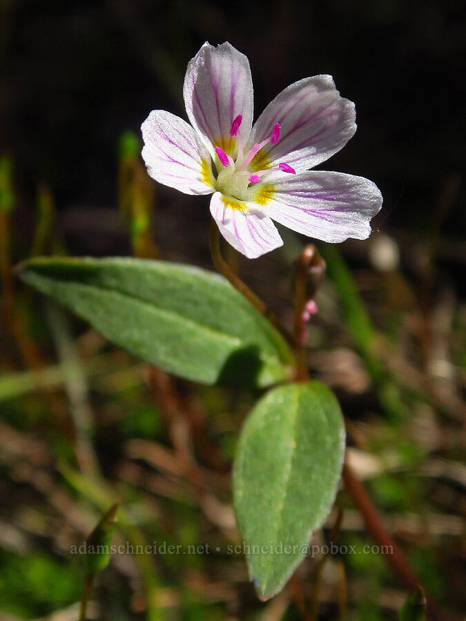 lance-leaf spring-beauty (Claytonia lanceolata) [Chumstick Mountain, Okanogan-Wenatchee National Forest, Chelan County, Washington]