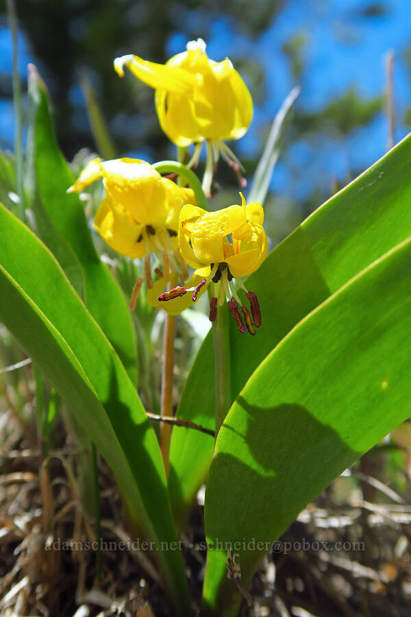 glacier lilies (Erythronium grandiflorum) [Chumstick Mountain, Okanogan-Wenatchee National Forest, Chelan County, Washington]