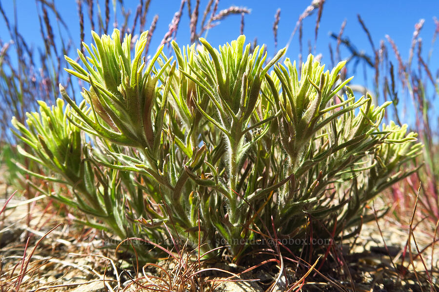 Thompson's paintbrush (Castilleja thompsonii) [Chumstick Mountain, Okanogan-Wenatchee National Forest, Chelan County, Washington]