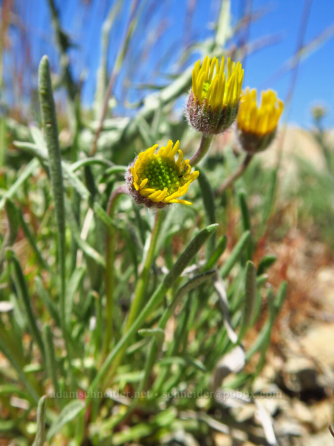 desert yellow daisies/fleabane (Erigeron linearis) [Chumstick Mountain, Okanogan-Wenatchee National Forest, Chelan County, Washington]