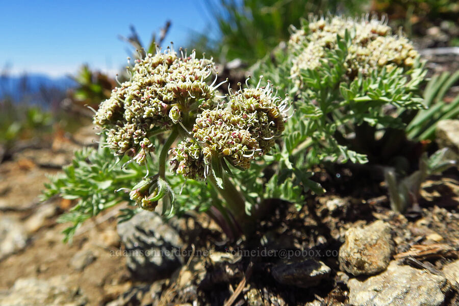 big-seed biscuitroot (Lomatium macrocarpum) [Chumstick Mountain, Okanogan-Wenatchee National Forest, Chelan County, Washington]