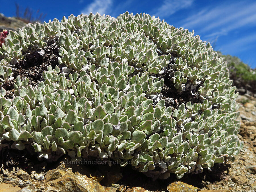 cushion buckwheat leaves (Eriogonum ovalifolium) [Chumstick Mountain, Okanogan-Wenatchee National Forest, Chelan County, Washington]