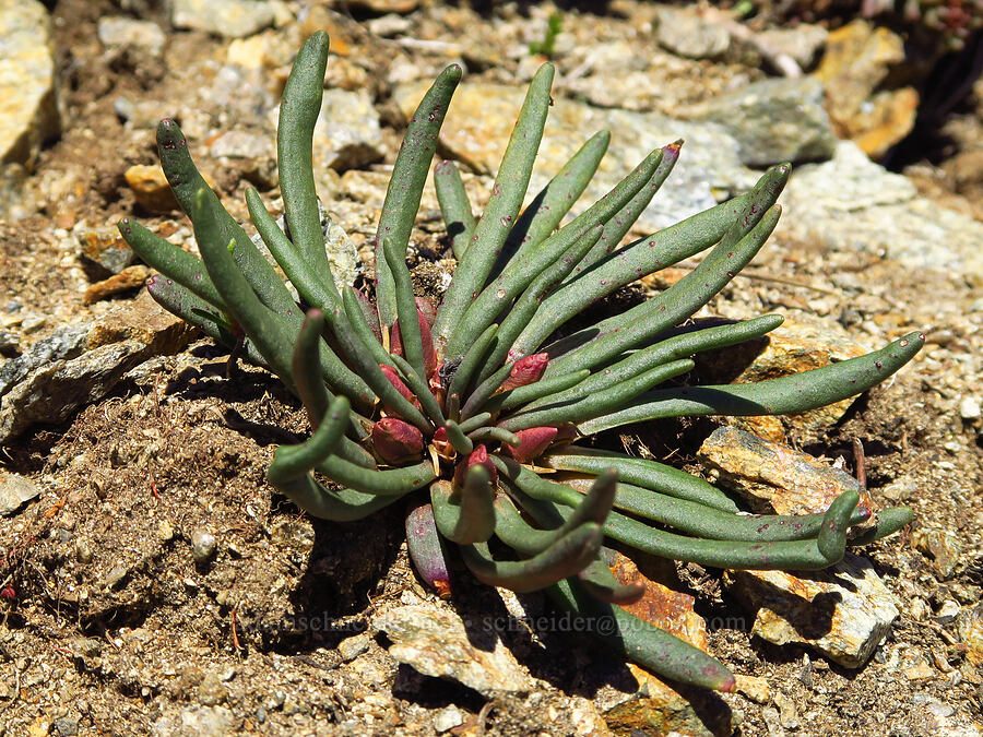 bitterroot, budding (Lewisia rediviva) [Chumstick Mountain, Okanogan-Wenatchee National Forest, Chelan County, Washington]