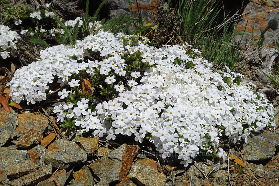 spreading phlox (Phlox diffusa) [Chumstick Mountain, Okanogan-Wenatchee National Forest, Chelan County, Washington]