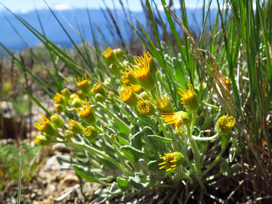 woolly groundsel (Packera cana (Senecio canus)) [Chumstick Mountain, Okanogan-Wenatchee National Forest, Chelan County, Washington]