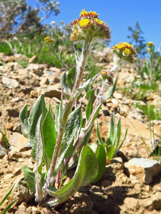 western groundsel, budding (Senecio integerrimus) [Chumstick Mountain, Okanogan-Wenatchee National Forest, Chelan County, Washington]