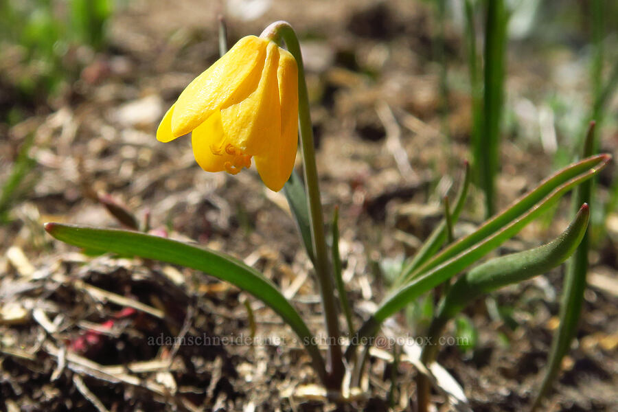 yellow bells (Fritillaria pudica) [Chumstick Mountain, Okanogan-Wenatchee National Forest, Chelan County, Washington]