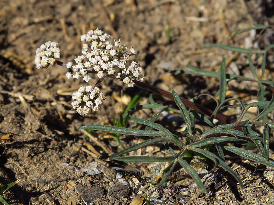 Geyer's desert parsley (Lomatium geyeri) [Chumstick Mountain, Okanogan-Wenatchee National Forest, Chelan County, Washington]