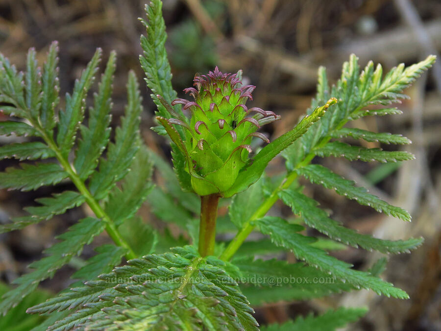 bracted lousewort, budding (Pedicularis bracteosa) [Chumstick Mountain, Okanogan-Wenatchee National Forest, Chelan County, Washington]