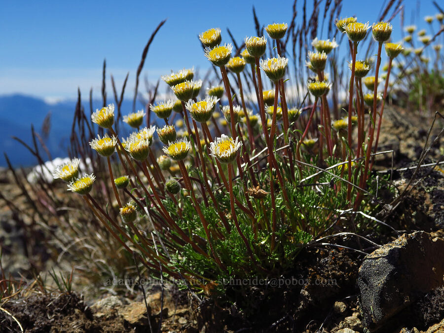 cut-leaf fleabane (Erigeron compositus) [Chumstick Mountain, Okanogan-Wenatchee National Forest, Chelan County, Washington]