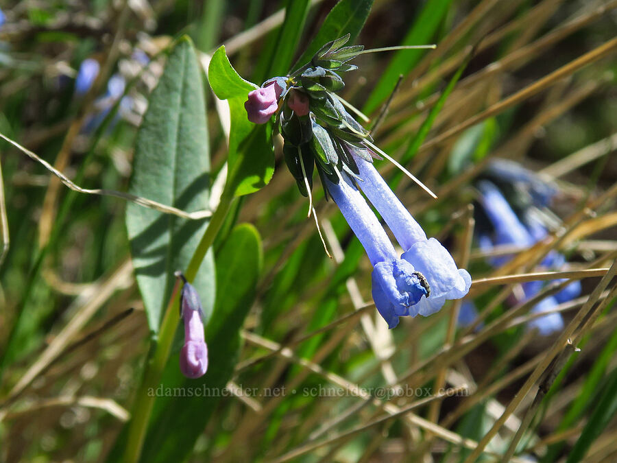 long-flowered bluebells (Mertensia longiflora) [Forest Road 5200, Okanogan-Wenatchee National Forest, Chelan County, Washington]