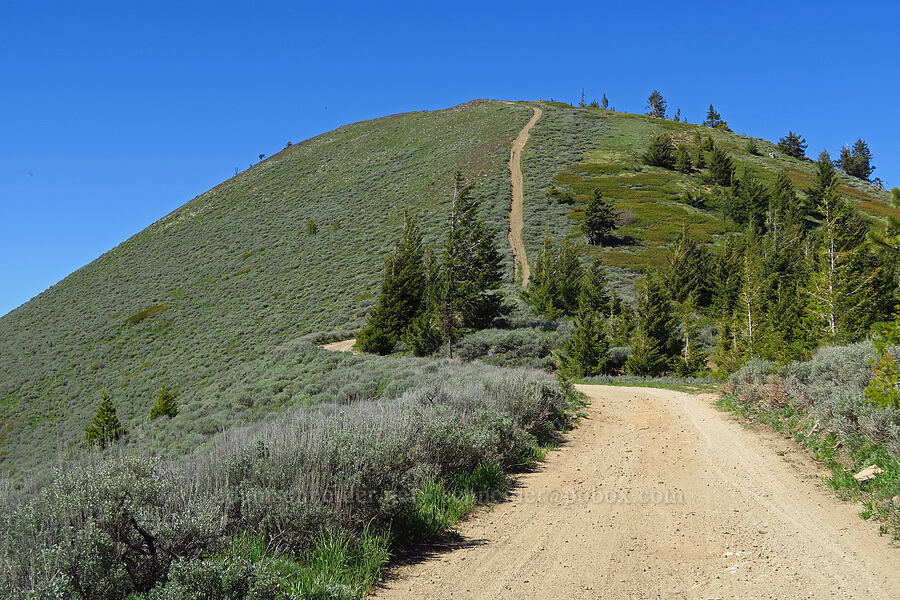 south side of Chumstick Mountain [Forest Road 5200, Okanogan-Wenatchee National Forest, Chelan County, Washington]