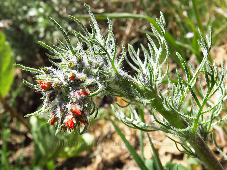 scarlet gilia, budding (Ipomopsis aggregata) [southeast of Chumstick Mountain, Okanogan-Wenatchee National Forest, Chelan County, Washington]