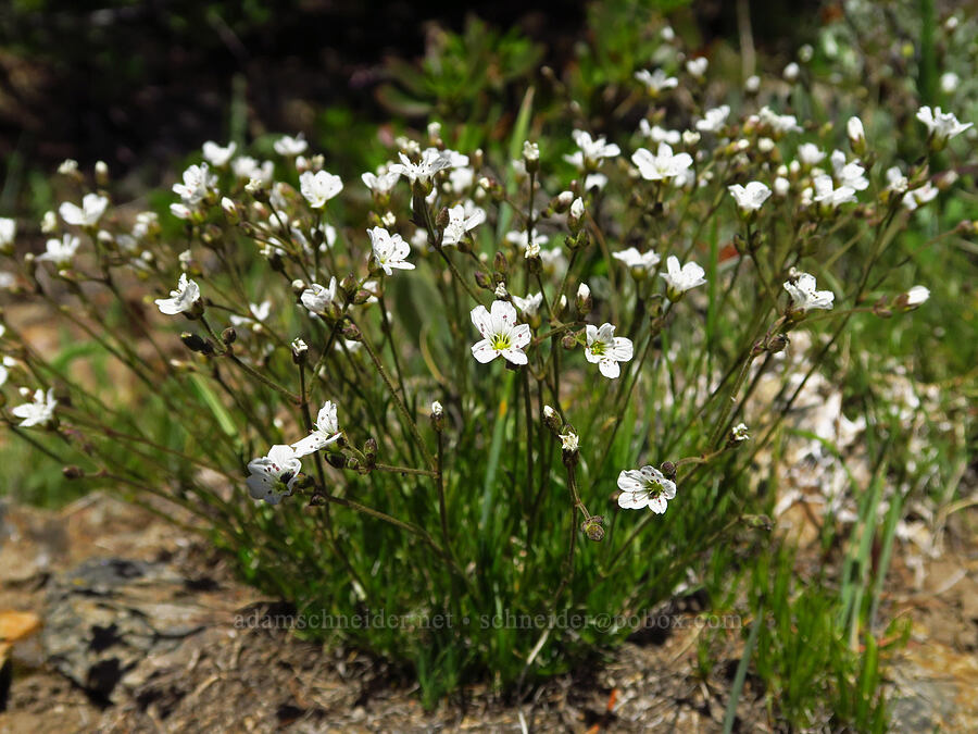 slender mountain sandwort (Eremogone capillaris (Arenaria capillaris)) [southeast of Chumstick Mountain, Okanogan-Wenatchee National Forest, Chelan County, Washington]