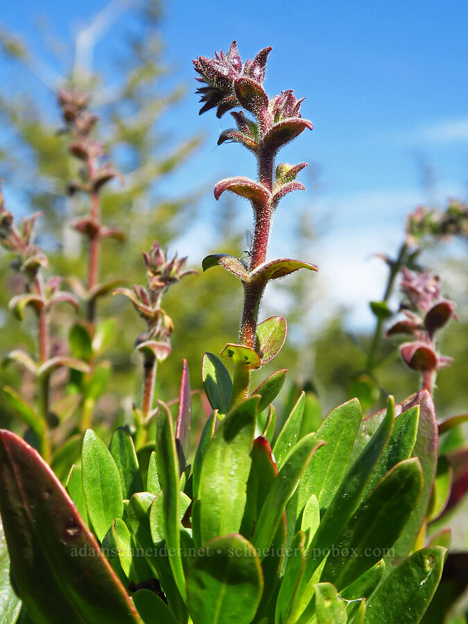 shrubby penstemon, budding (Penstemon fruticosus) [southeast of Chumstick Mountain, Okanogan-Wenatchee National Forest, Chelan County, Washington]