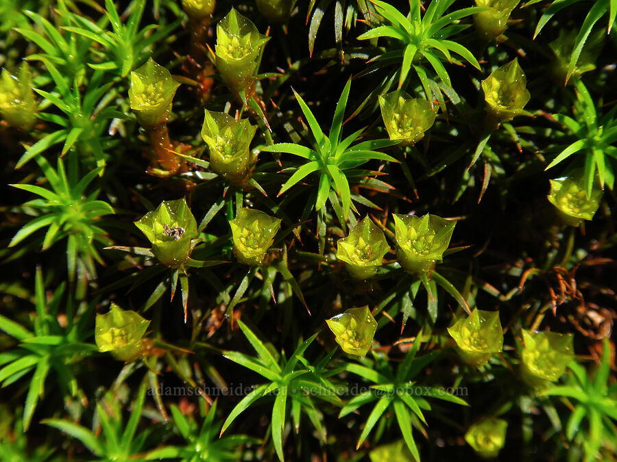 juniper hair-cap moss (Polytrichum juniperinum) [southeast of Chumstick Mountain, Okanogan-Wenatchee National Forest, Chelan County, Washington]