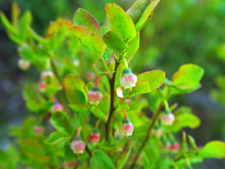 grouse whortleberry flowers (Vaccinium scoparium) [southeast of Chumstick Mountain, Okanogan-Wenatchee National Forest, Chelan County, Washington]